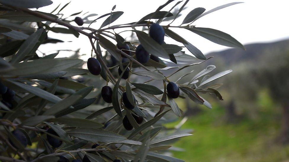 Olive tree