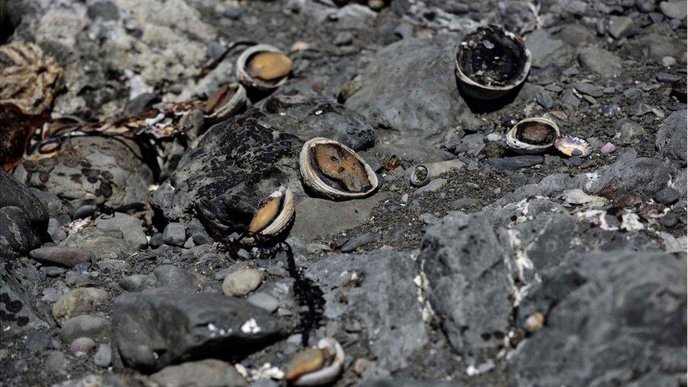 Paua shellfish lay dead where they would have been covered by water before the earthquake.