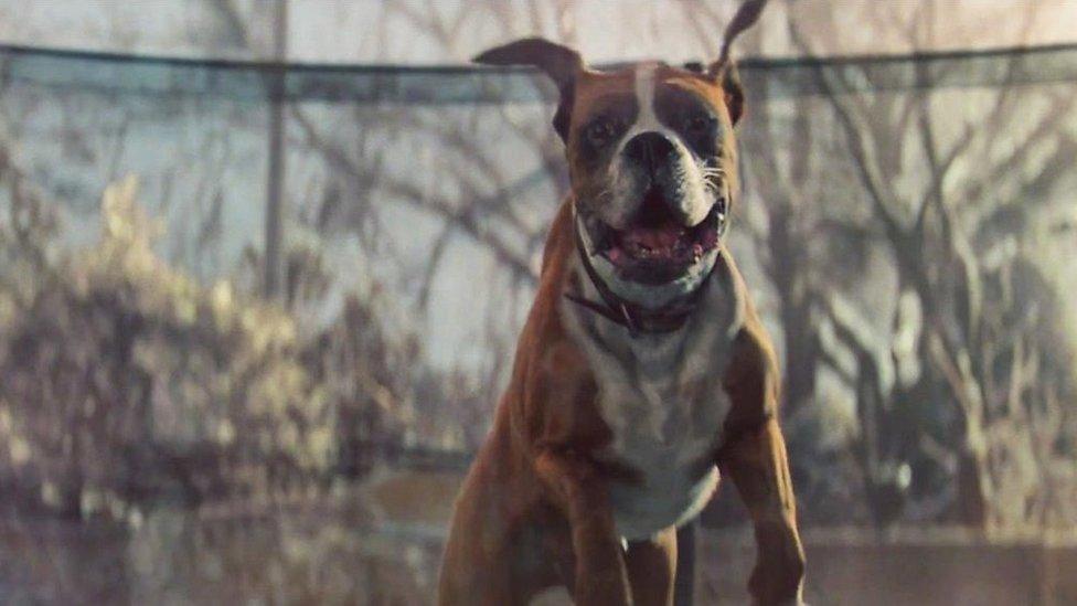 Dog on trampoline