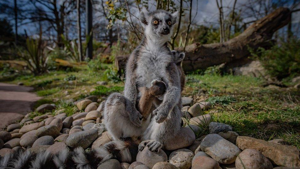 lemurs.