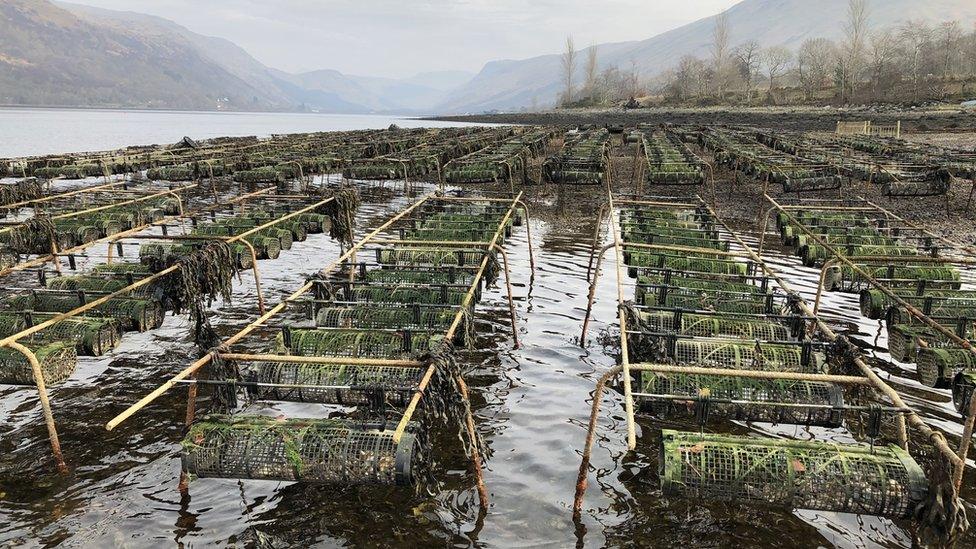 Oyster beds on Loch Fyne