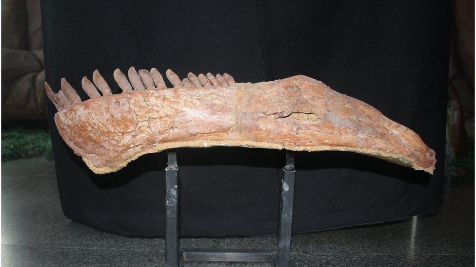 Lower jaw and two vertebrae linked together