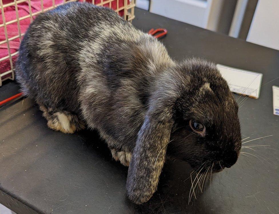 The surviving male lop rabbit