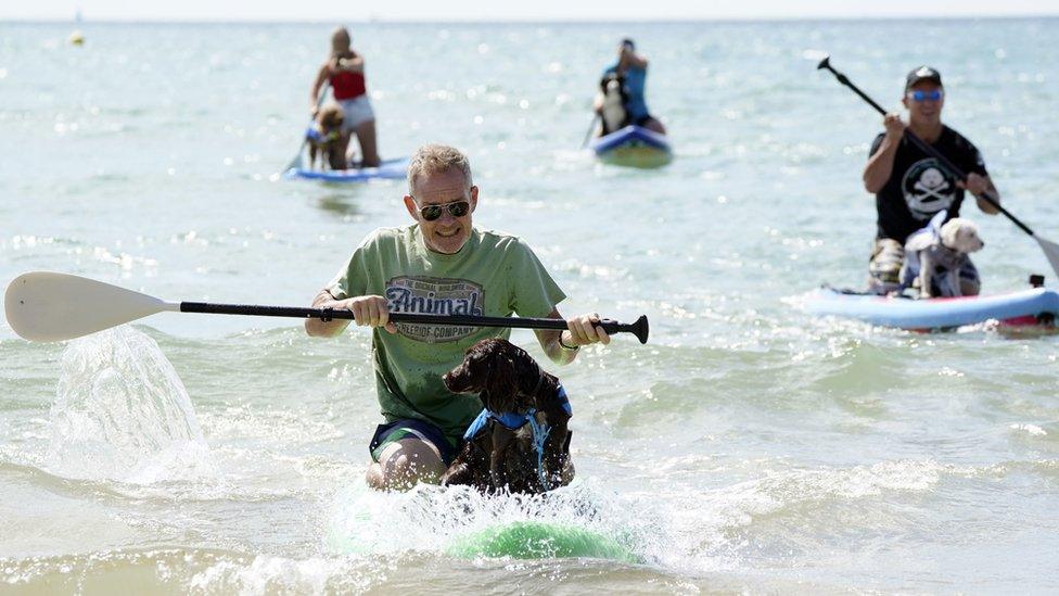 Surfing dogs and owners