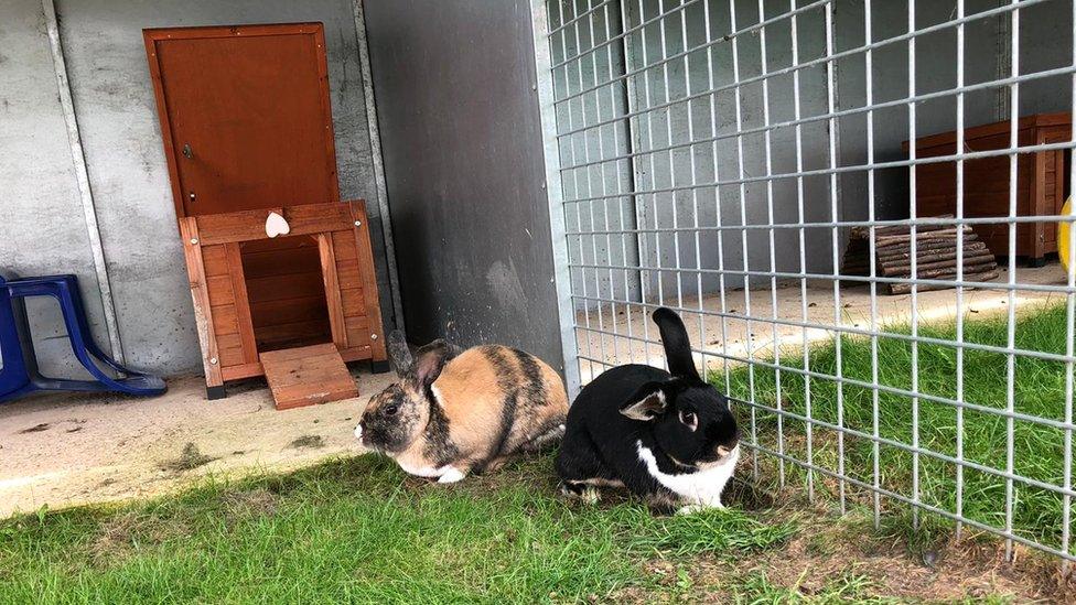 rabbits in the hutch