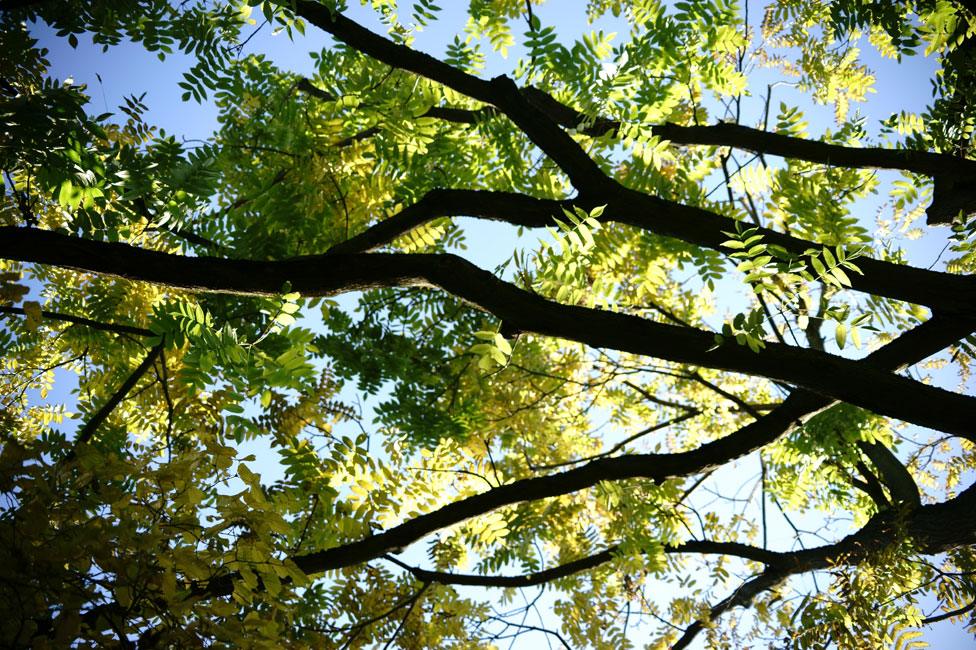 Butternut tree, from beneath