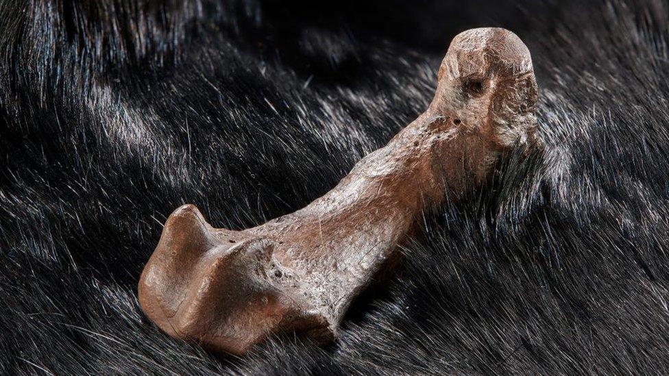 The foot bone of a cave bear with fine cut markings on it