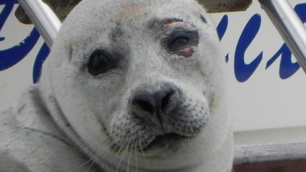 Seal in Littleport