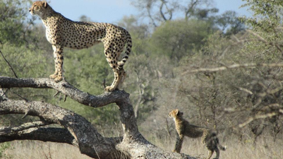 Cheetah and cub