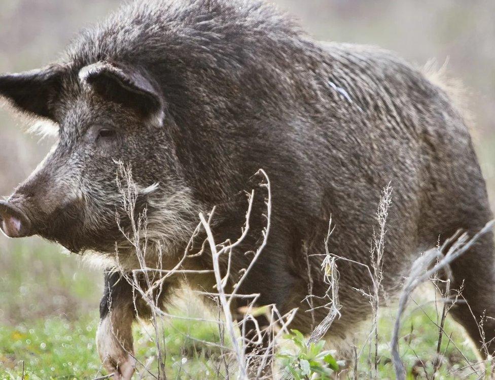 Wild pig at Norfolk estate