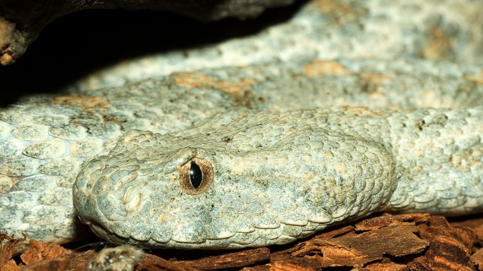 Blunt nosed viper