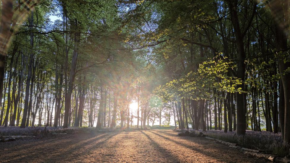 A clearing in a forest, with trees stretching into the distance and the sun's rays beaming through.