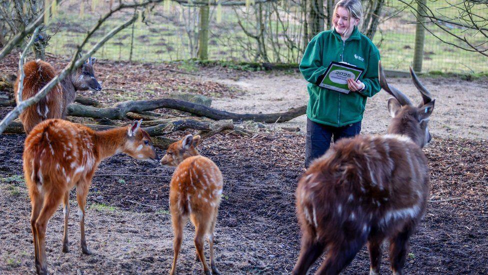 Woman with black trousers and green coast standing in animal enclosure with four deer.