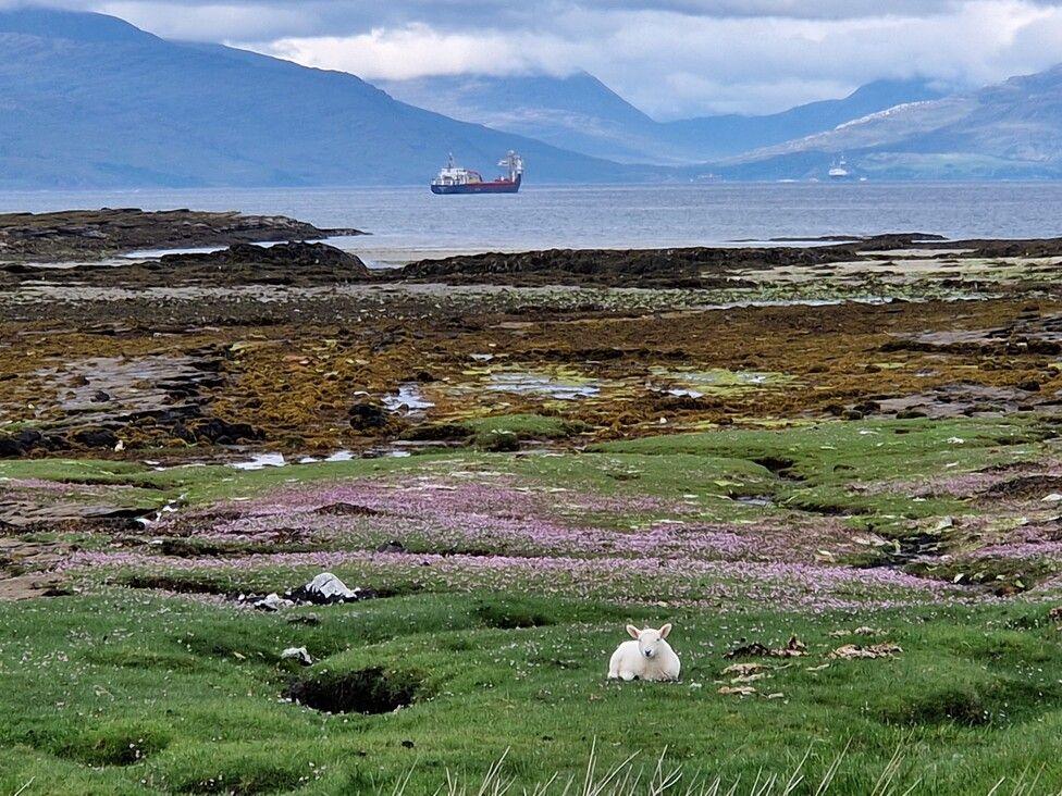 lamb on skye