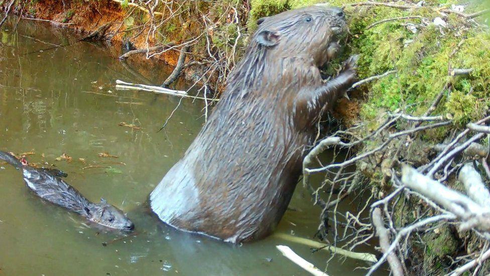 Beaver kit swimming behind parent beaver who is on its hind legs reaching up to eat green moss on bank