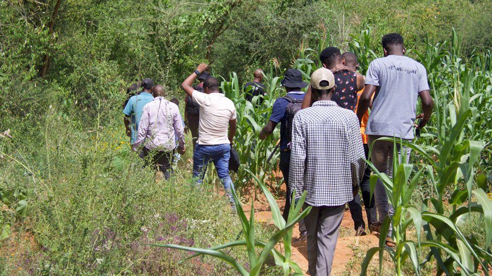 A line of people, seen from behind, as they walk among maize plants and bush towards to the crash site in Mukuku, Kenya