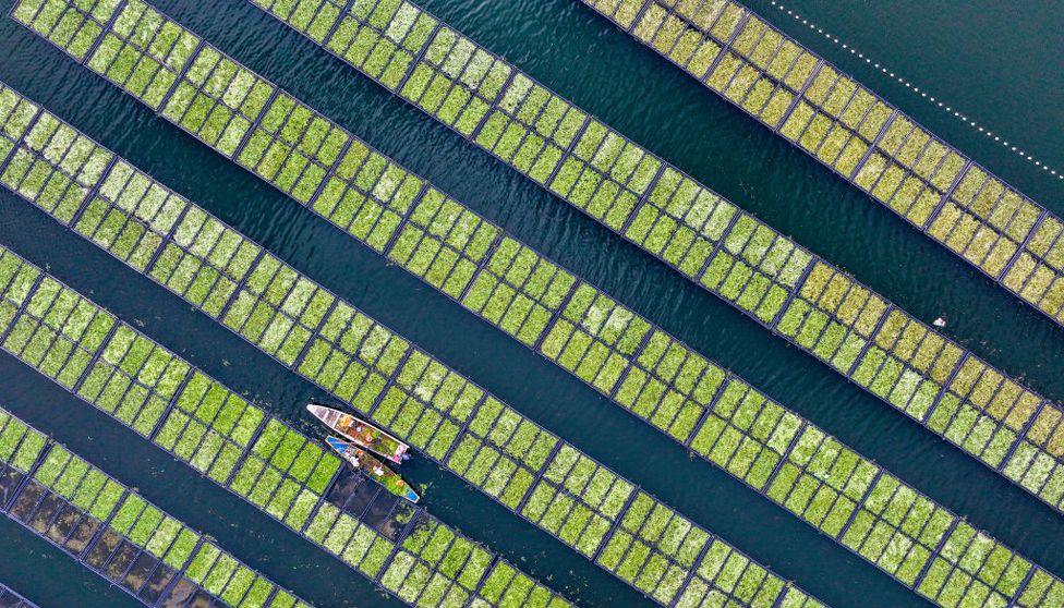 Aerial view of workers growing water spinach  in the Zhejiang Province of China