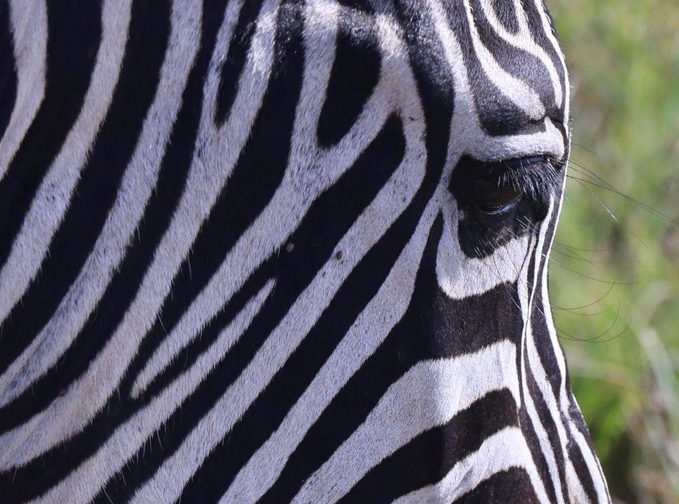 A zebra's head it seen close up, with long eyelashes. Date: 31 January 2025.