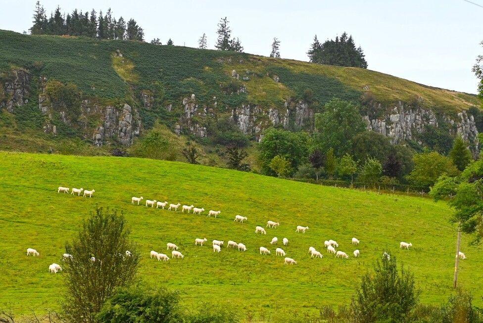 Sheep on a hill