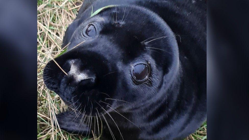 A black seal pup looking up into the camera. You can see one of its front flippers