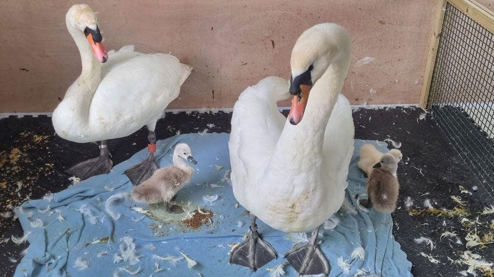 Two adult swans and three cygnets. The female is on the left towards the back of a pen, the male is in the front middle and the three cygnets are at their feet on a blue blanket. They are surrounded by white feathers.