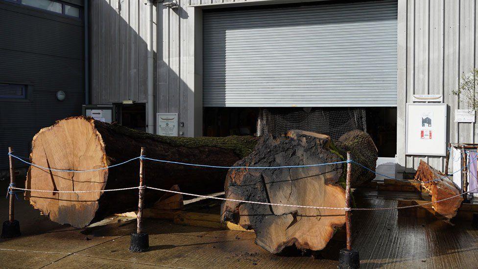 Two parts of a large oak tree rest on their sides outside a warehouse. They have been roped off.