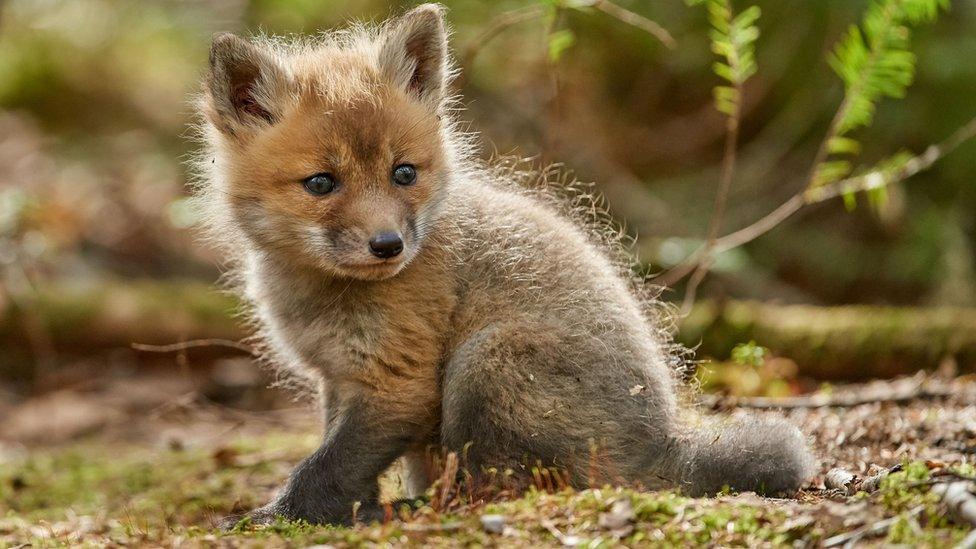 Red fox kit