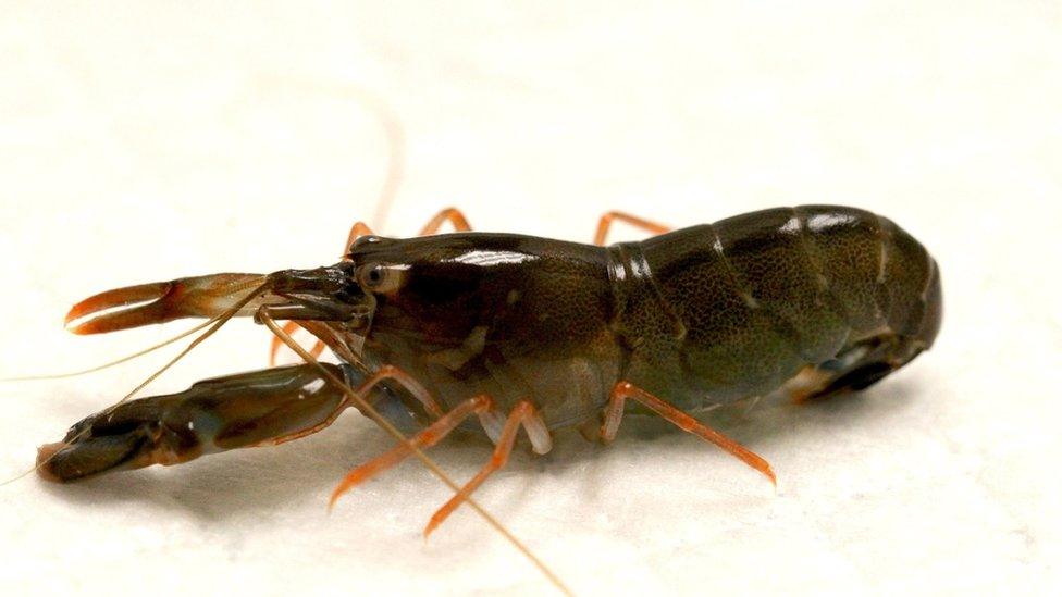 shrimp