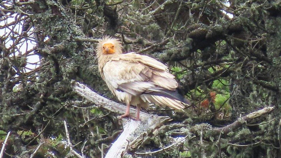 Egyptian vulture in Tresco