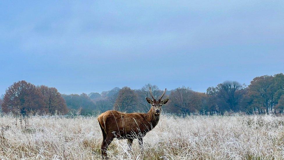 A stag stands on frosty grassland with trees in the background