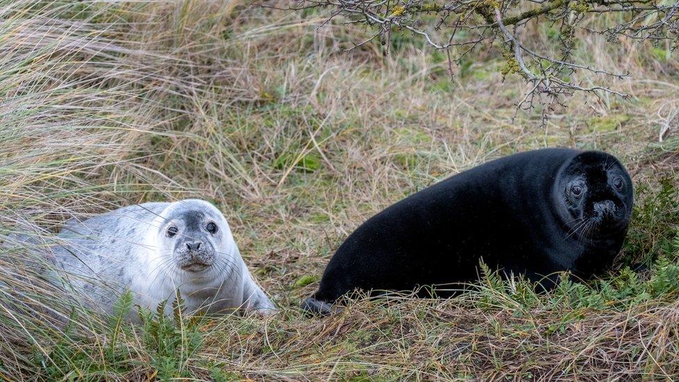 Seal pups