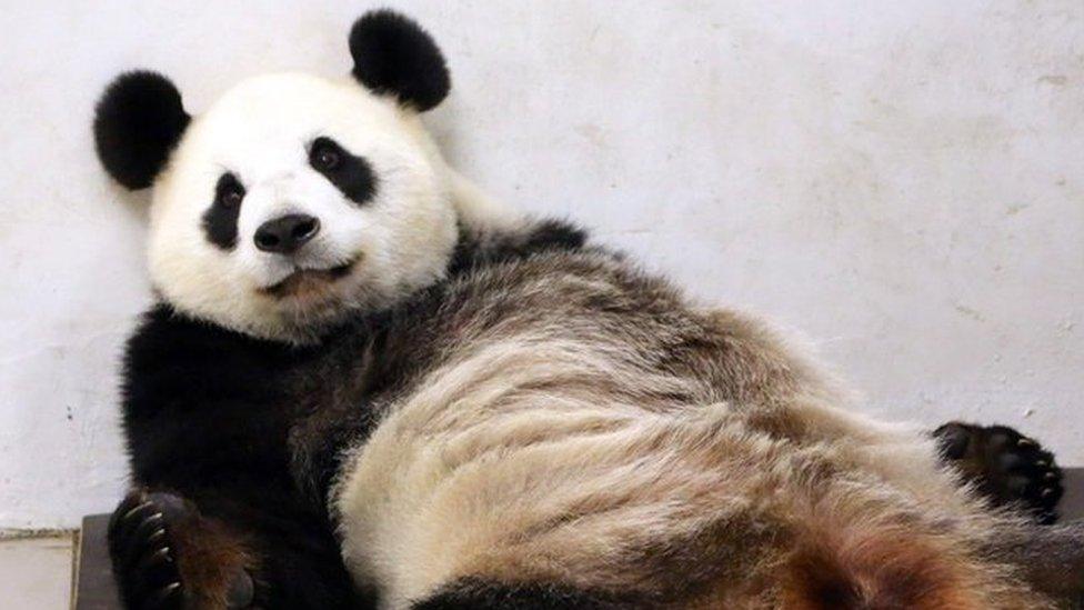 This handout picture taken and released on 2 June 2016 by the Paira Daiza shows female Giant Panda Hao Hao after giving birth at the Paira Daiza zoological park.