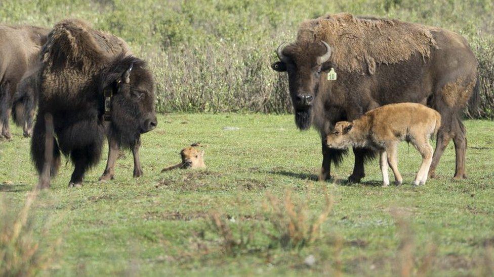 Bison mothers nuzzles their calves