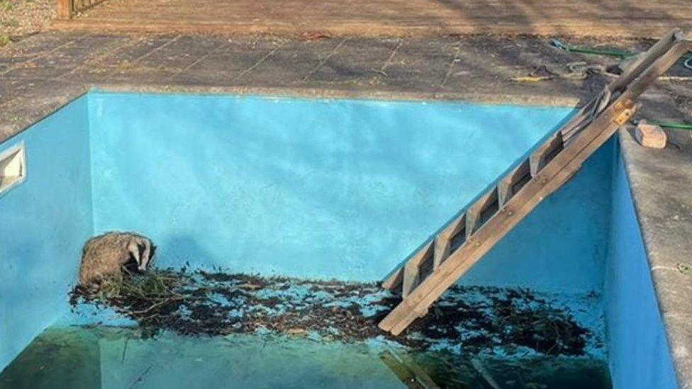 Badger in a swimming pool