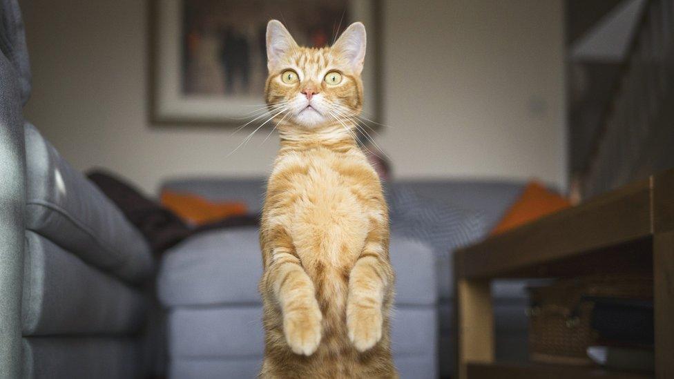 cat.