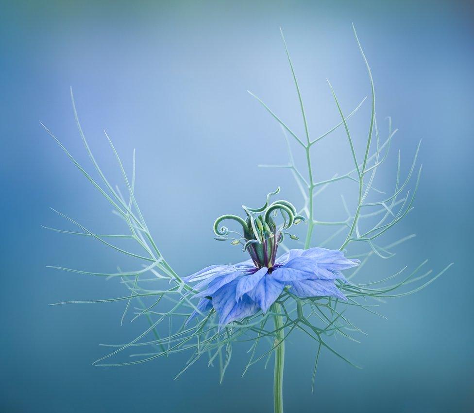 A close-up of a delicate blue flower