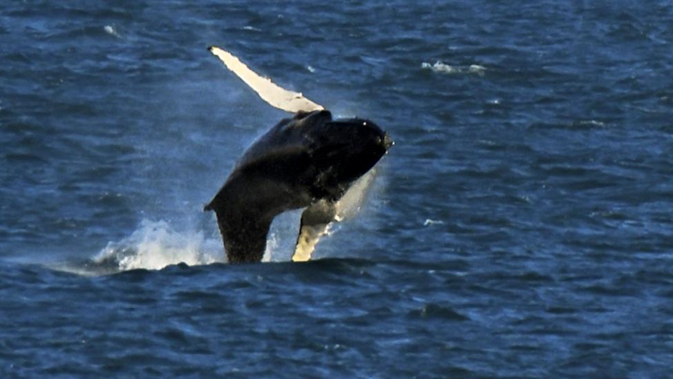 Humpback whale