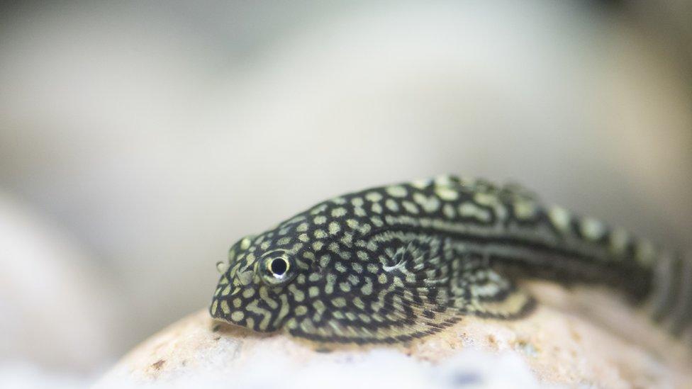 Spotted hillstream loach-fish.