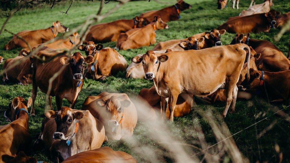 Jersey cows