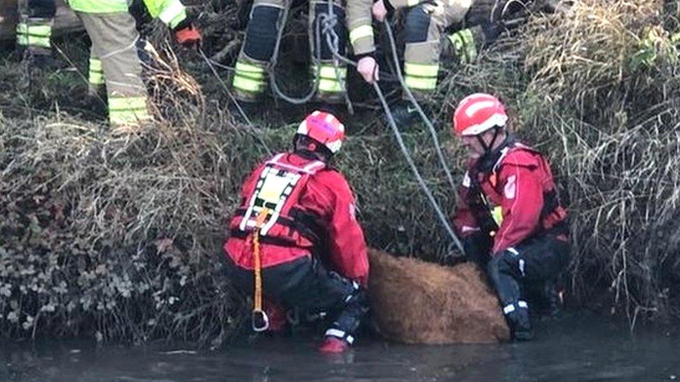 Calf on dry land following rescue from rive