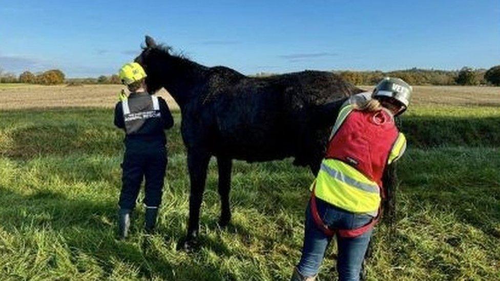 Totti the horse with rescuers after being taken out of the ditch