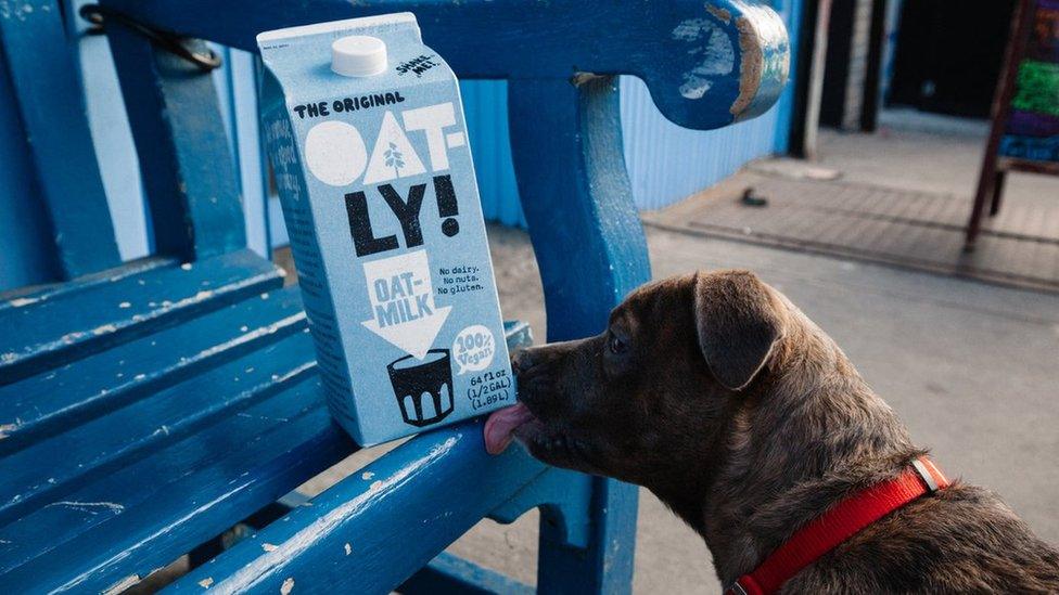 Dog licking an Oatly carton