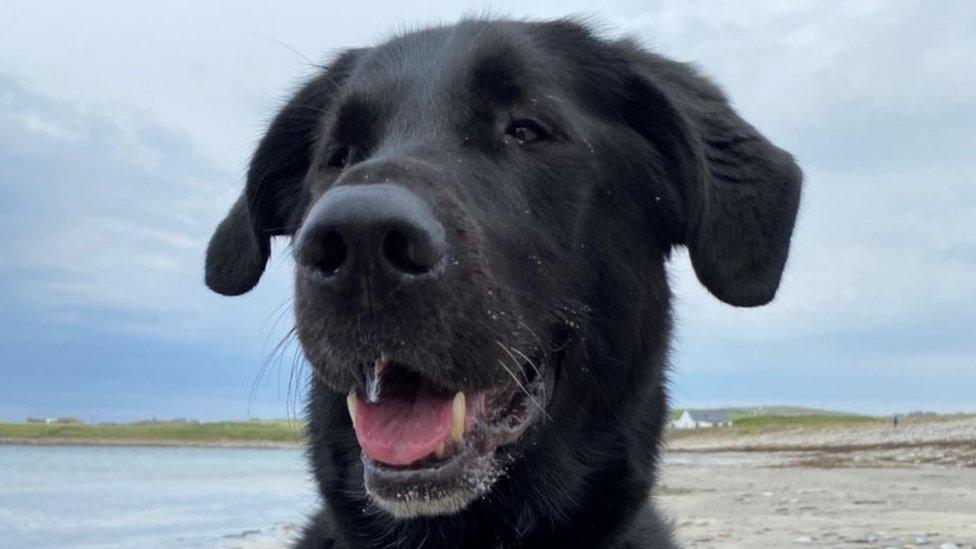 40 Years as a Guide Dog Owner.