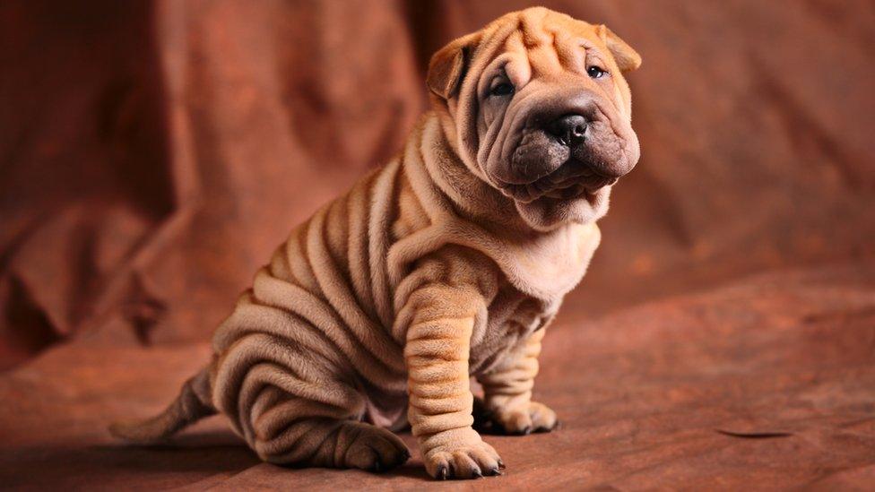 Shar pei