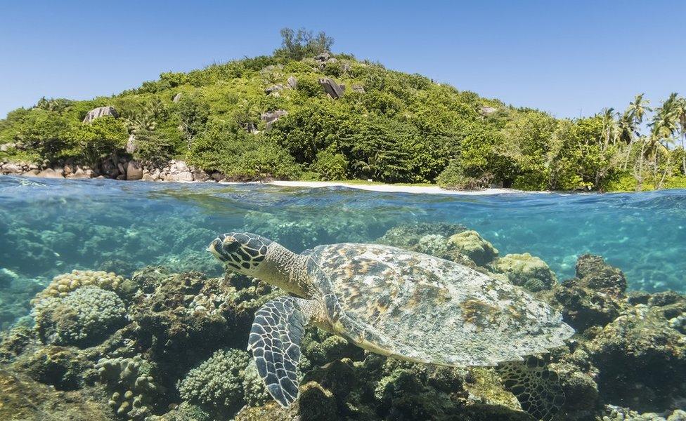 Turtle in front of an island