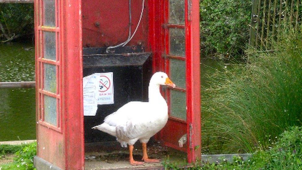 Goose in the phone box