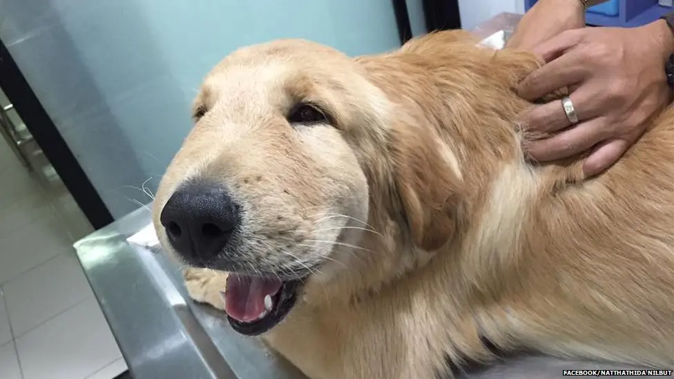 강아지 코나 발바닥에 벌이 쏘여 부어오른 응급 상황