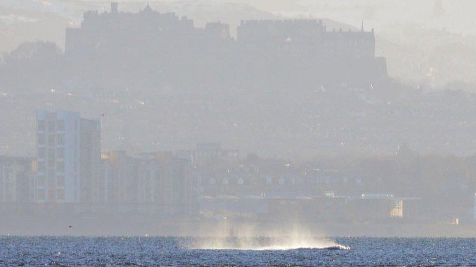 whale splashes in Firth of Forth