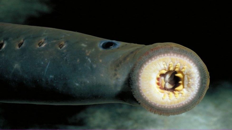 Close-up of the mouth of a Pacific lamprey