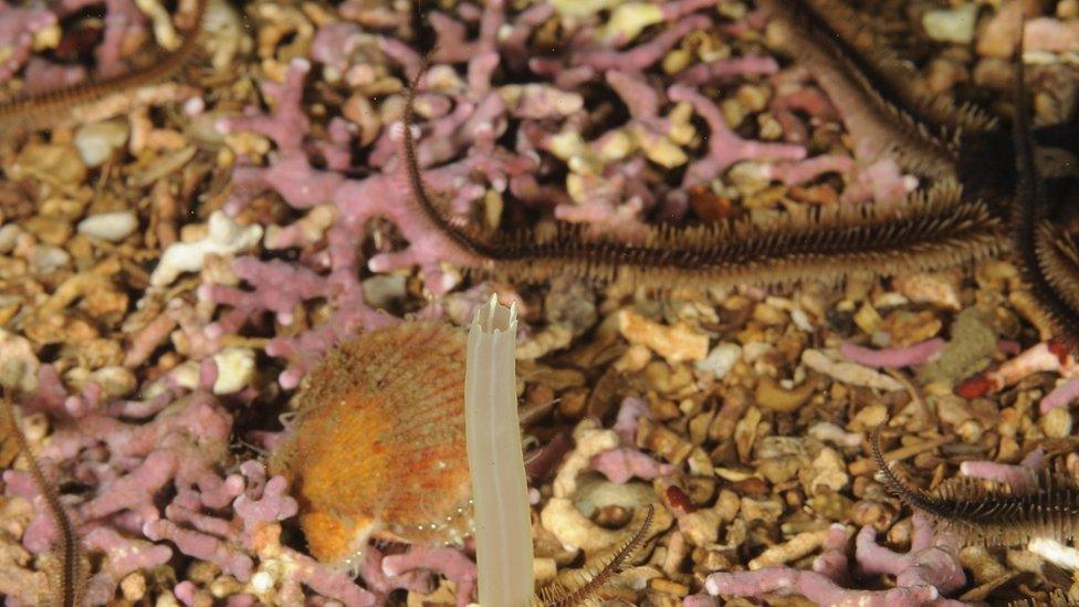 A maerl bed on Loch Caron